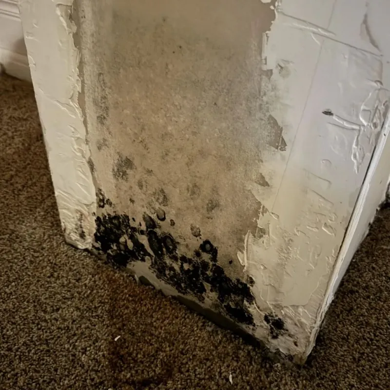 Professional Mold Removal in Page County, IA